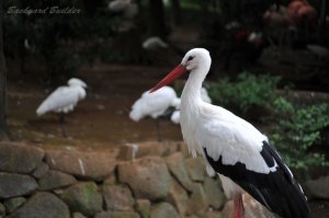 市川動植物園