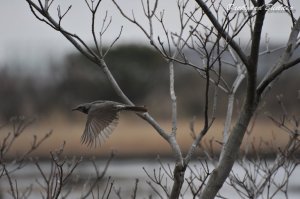 飛ぶヒヨドリ