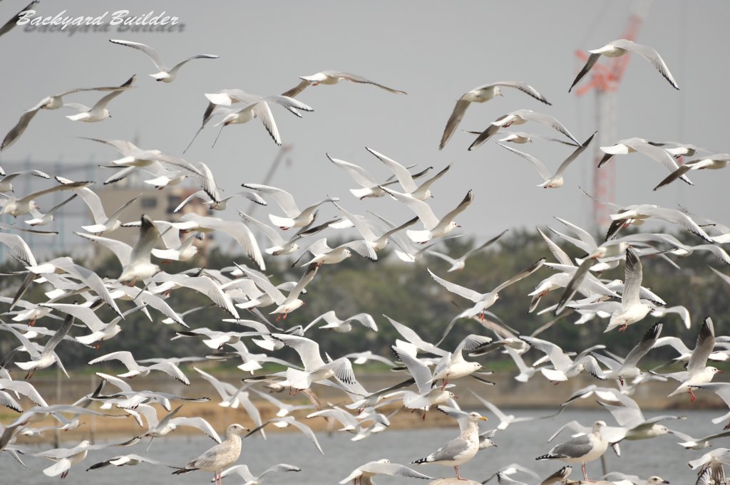 カモメが飛んだ日
