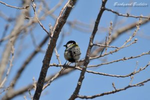 シジュウカラ シジュウカラ