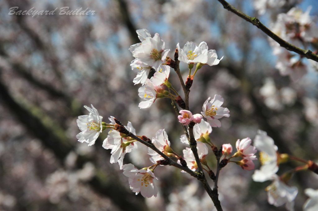 5日連続桜(^^)