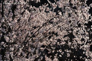 これが最後の啓翁桜、笑