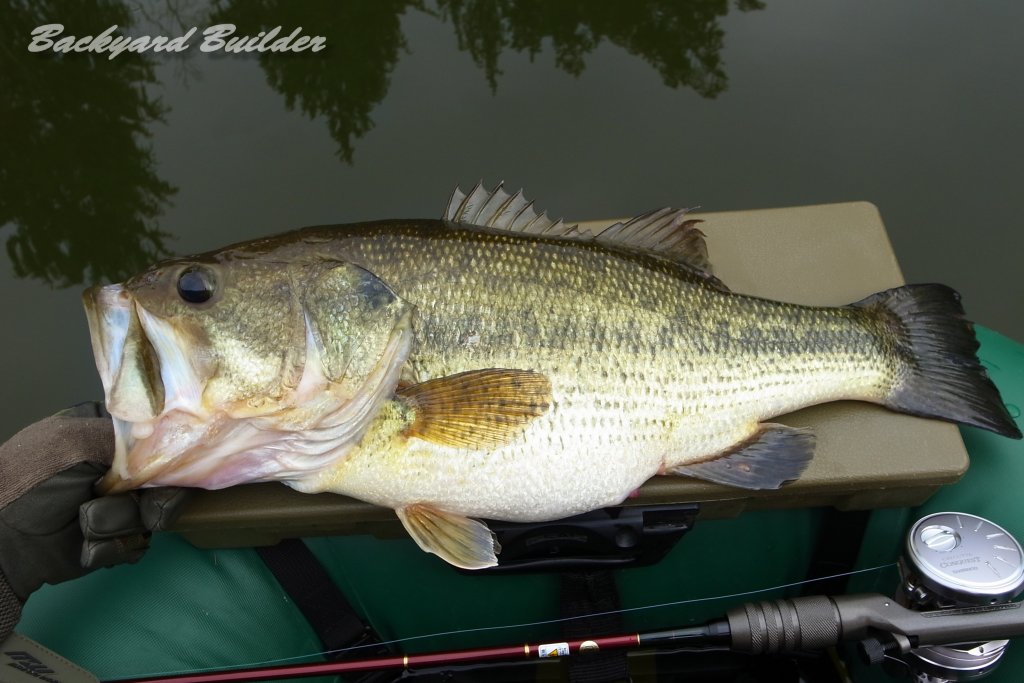 ラージマウスバス