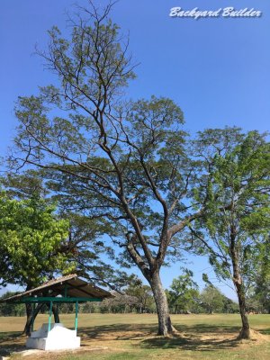 インドネシアの木