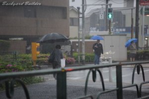 日本はそろそろ梅雨明け？