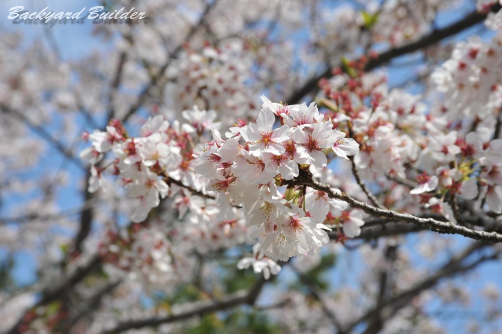 花見に行ってきた(^^)