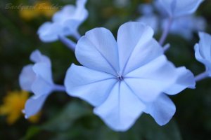 なんて花？